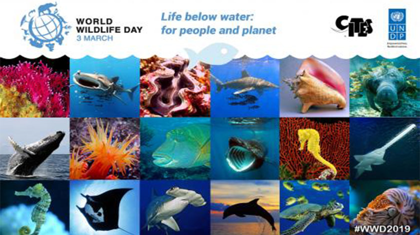 3 March; World Wildlife Day
